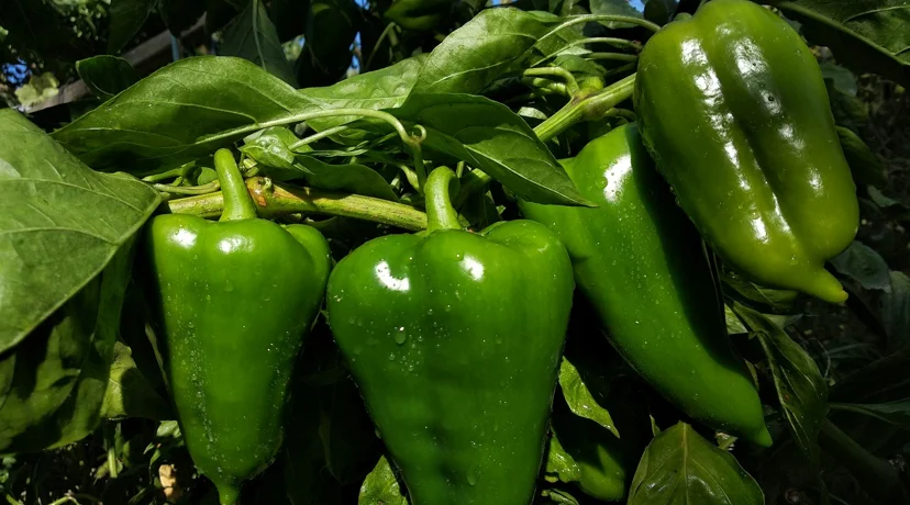 Sve što trebate znati o njezi paprike u srpnju