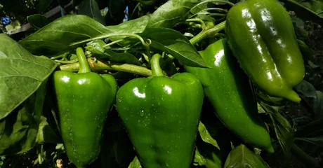 Sve što trebate znati o njezi paprike u srpnju