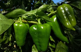 Sve što trebate znati o njezi paprike u srpnju