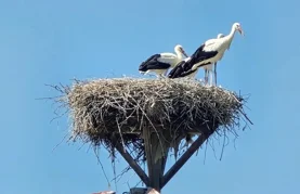 U Hrženici, Petrijancu i Viničnom čak po četiri ptića u jednome gnijezdu