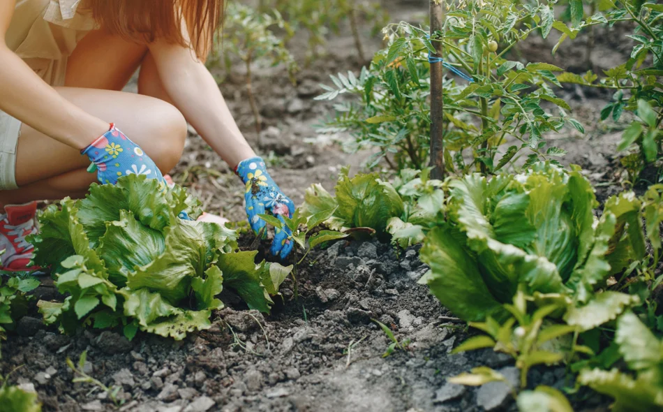 Što saditi, što brati i kako njegovati ljetni vrt?