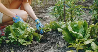 Što saditi, što brati i kako njegovati ljetni vrt?