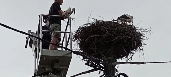 Zahvaljujući zajedničkoj brizi spašena mlada bijela roda