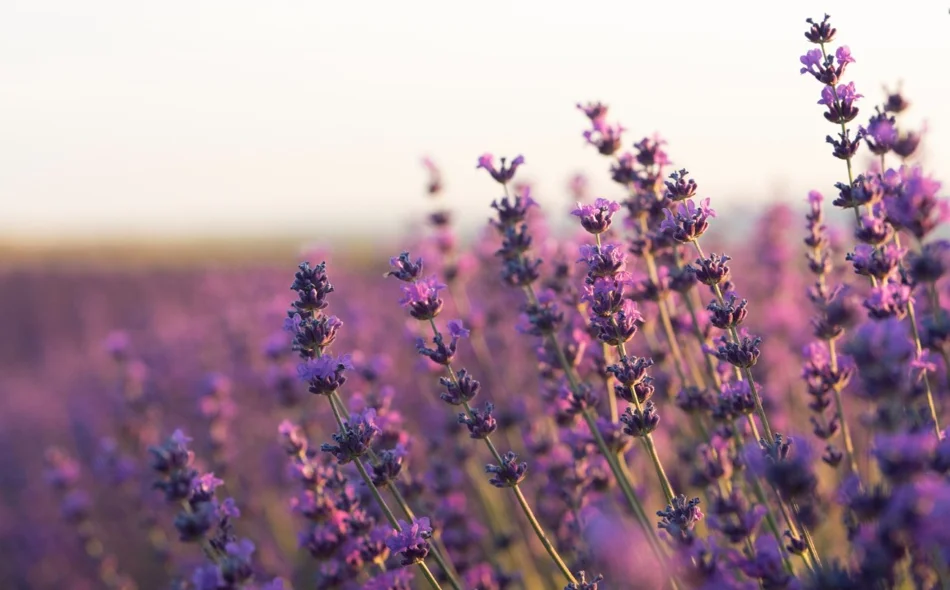 Mirisni grm koji privlači pčele i odbija štetnike