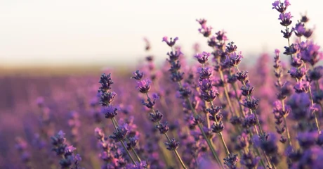 Mirisni grm koji privlači pčele i odbija štetnike