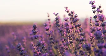 Mirisni grm koji privlači pčele i odbija štetnike