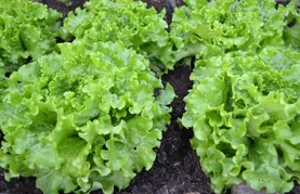 Pomaže u sprečavanju nakupljanja kolesterola i regulira probavu