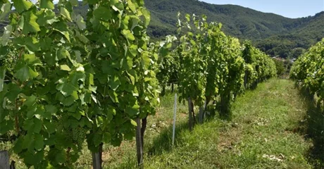 Općina Breznički Hum poziva: Vinogradari, prijavite zapuštene i zaražene vinograde!