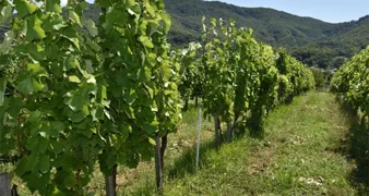 Općina Breznički Hum poziva: Vinogradari, prijavite zapuštene i zaražene vinograde!