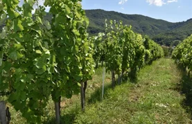 Općina Breznički Hum poziva: Vinogradari, prijavite zapuštene i zaražene vinograde!