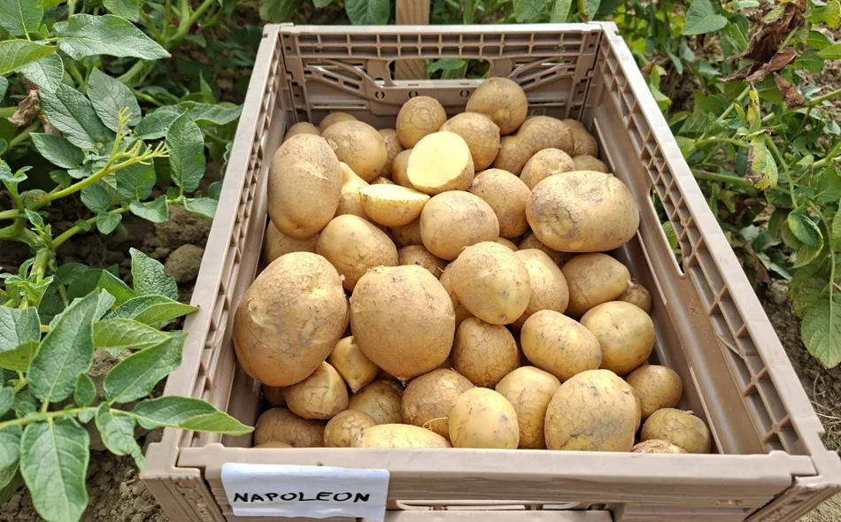 U Belici obilježen Dan polja krumpira