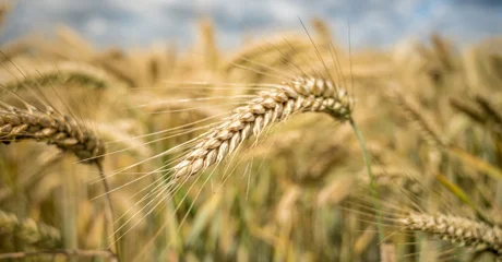 Država daje poljoprivrednicima do 75.000 eura za ugovaranje osiguranja