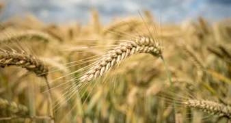 Država daje poljoprivrednicima do 75.000 eura za ugovaranje osiguranja