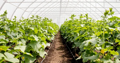 Novi Marof pomaže poljoprivrednicima s potporama do 2000 eura