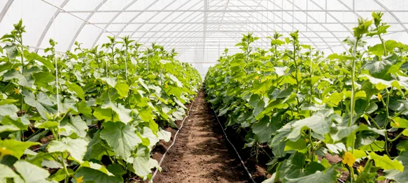 Novi Marof pomaže poljoprivrednicima s potporama do 2000 eura