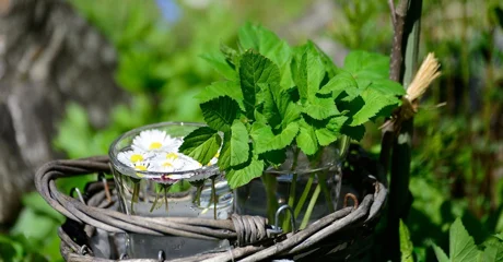 Ne traže puno pažnje, osvježavaju prostor i obogaćuju kuhinju