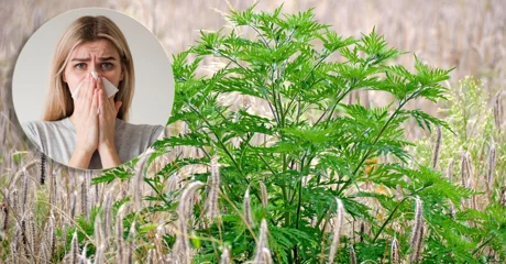 Pelud trave i korova u porastu, ambrozija na pomolu