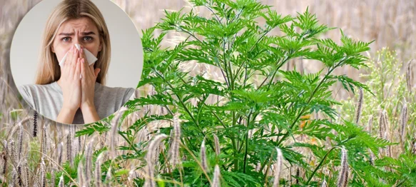 Ambrozija prijeti, a vi ste odgovorni za njezino uklanjanje