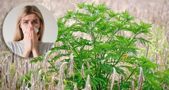 Ambrozija prijeti, a vi ste odgovorni za njezino uklanjanje