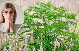 Ambrozija prijeti, a vi ste odgovorni za njezino uklanjanje