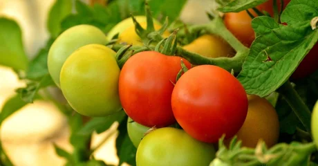 Popularno „punašno voće” u svijetu povrća