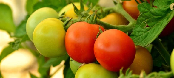 Popularno „punašno voće” u svijetu povrća