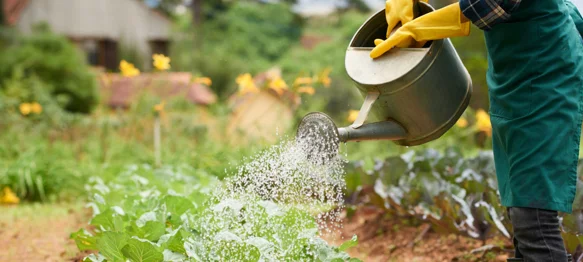 Jutarnje zalijevanje vrta štiti biljke od bolesti i opekotina
