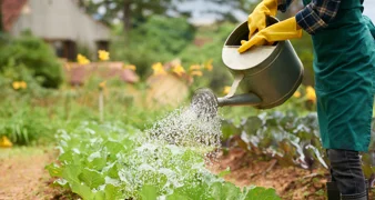 Jutarnje zalijevanje vrta štiti biljke od bolesti i opekotina