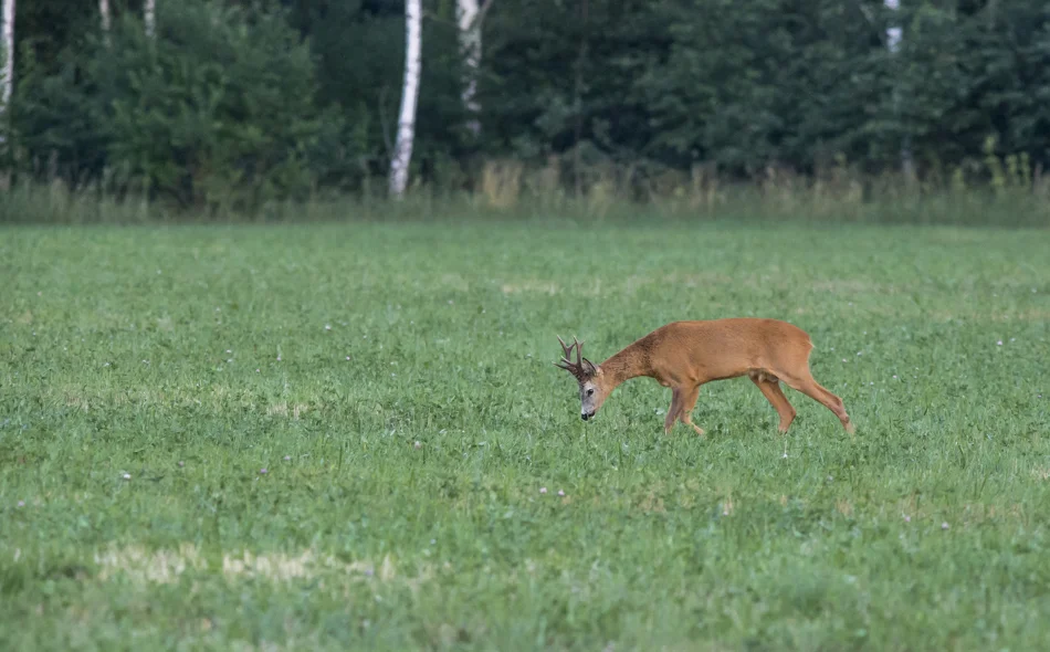 Dogovoreno produljenje zakupa zajedničkih lovišta na deset godina
