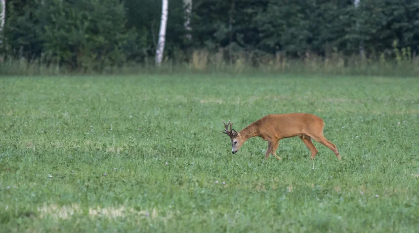 Dogovoreno produljenje zakupa zajedničkih lovišta na deset godina