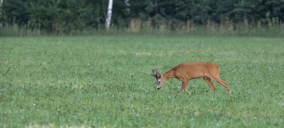 Dogovoreno produljenje zakupa zajedničkih lovišta na deset godina