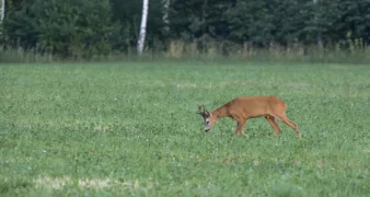 Dogovoreno produljenje zakupa zajedničkih lovišta na deset godina