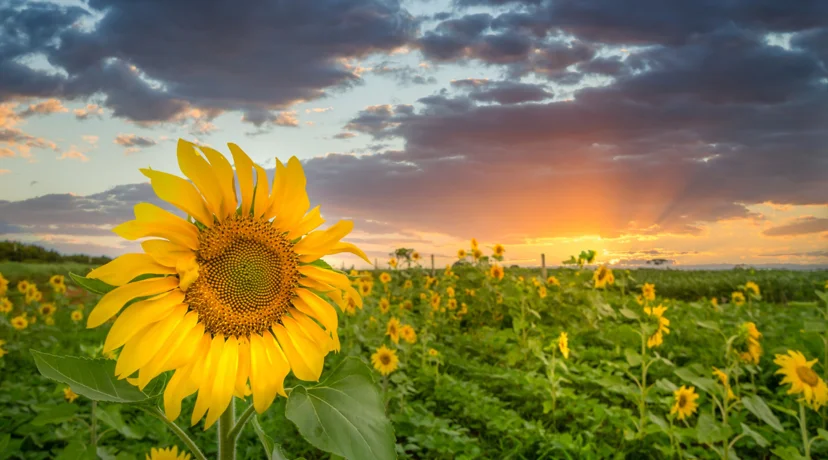 Temperature do 25 °C, krajem tjedna osvježenje
