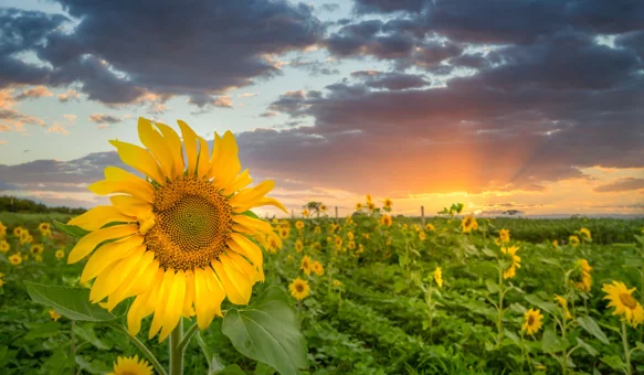 Temperature do 25 °C, krajem tjedna osvježenje