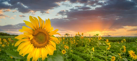 Temperature do 25 &deg;C, krajem tjedna osvježenje