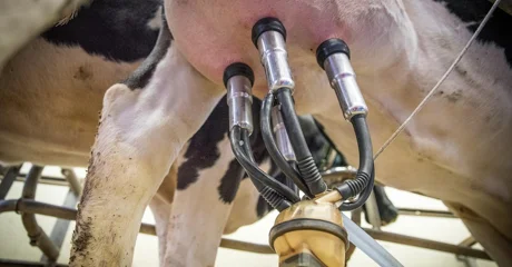 U Hrvatskoj od ulaska u EU nestalo više od 11.000 proizvođača mlijeka