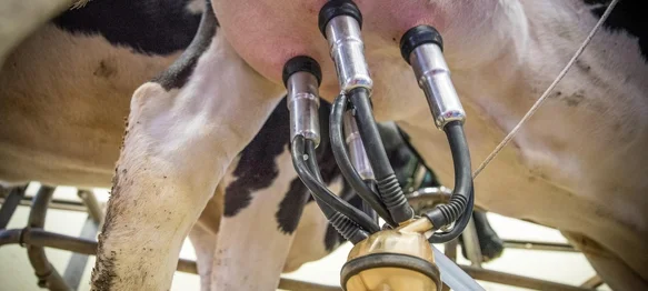 U Hrvatskoj od ulaska u EU nestalo više od 11.000 proizvođača mlijeka