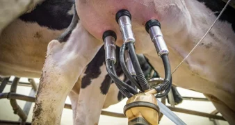 U Hrvatskoj od ulaska u EU nestalo više od 11.000 proizvođača mlijeka