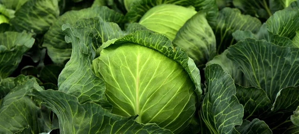 Svježi ili kiseli &ndash; liječi čir, jača imunitet, regulira probavu