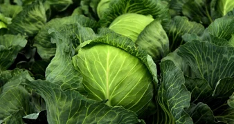 Svježi ili kiseli – liječi čir, jača imunitet, regulira probavu