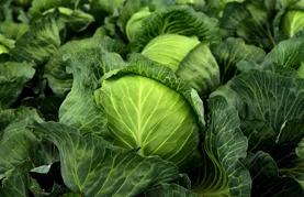 Svježi ili kiseli – liječi čir, jača imunitet, regulira probavu