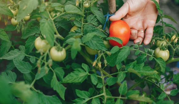 Kolovoz u vrtu donosi bogatu berbu, ali i nove zadatke