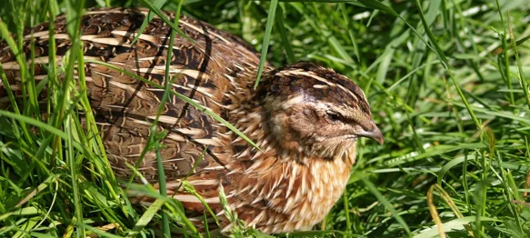 Suzbijanjem krivolova na prepelice doprinosi se očuvanju bioraznolikosti