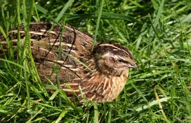 Suzbijanjem krivolova na prepelice doprinosi se očuvanju bioraznolikosti