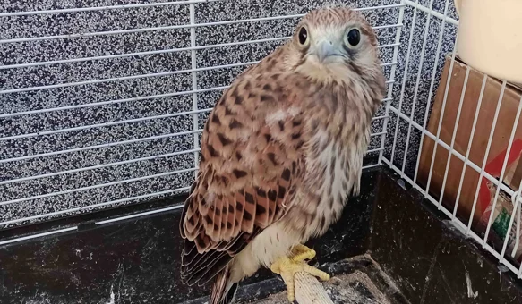 Kad vjetruša ne leti - vozi se vlakom!