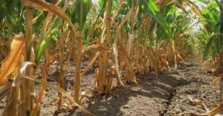 Proglašena prirodna nepogoda od suše za još jedan grad i sedam općina