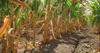 Rok za prijavu šteta od suše je 23. rujna