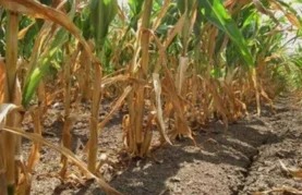 Rok za prijavu šteta od suše je 23. rujna