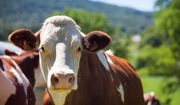 Grad Novi Marof stočarima dodjeljuje potpore za kupnju krava, ovaca i koza