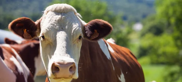 Grad Novi Marof stočarima dodjeljuje potpore za kupnju krava, ovaca i koza